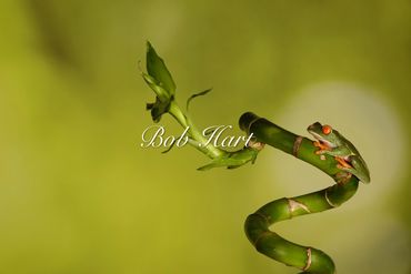 Red eyed, green rainforest frog on twisted bamboo