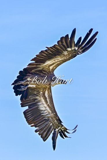 Egyptian vulture in flight
