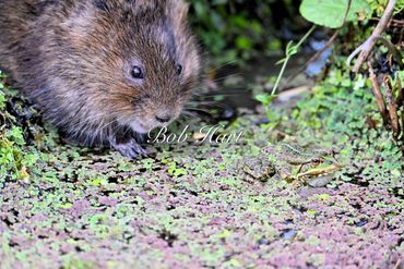 UK Water Vole meets European Marsh Frog