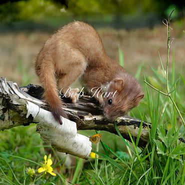 Stoat on wooden branch examining butterfly