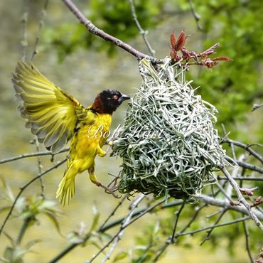 Weaver Bird building Nest