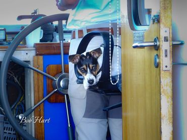 Who's steering the boat? River Exe, Devon, UK