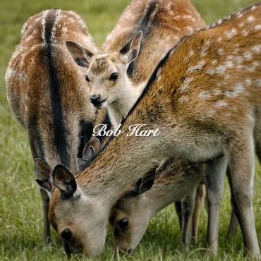 Hide and Sika Deer