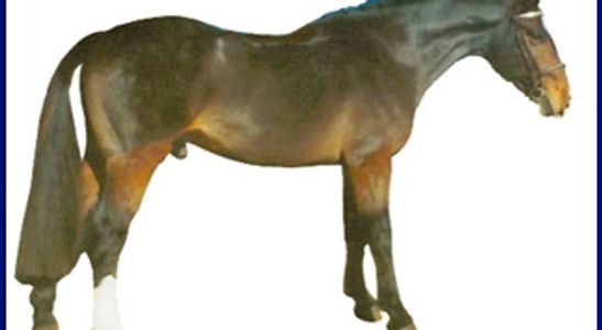 Side view of a brown horse with a white sock on its hind leg.