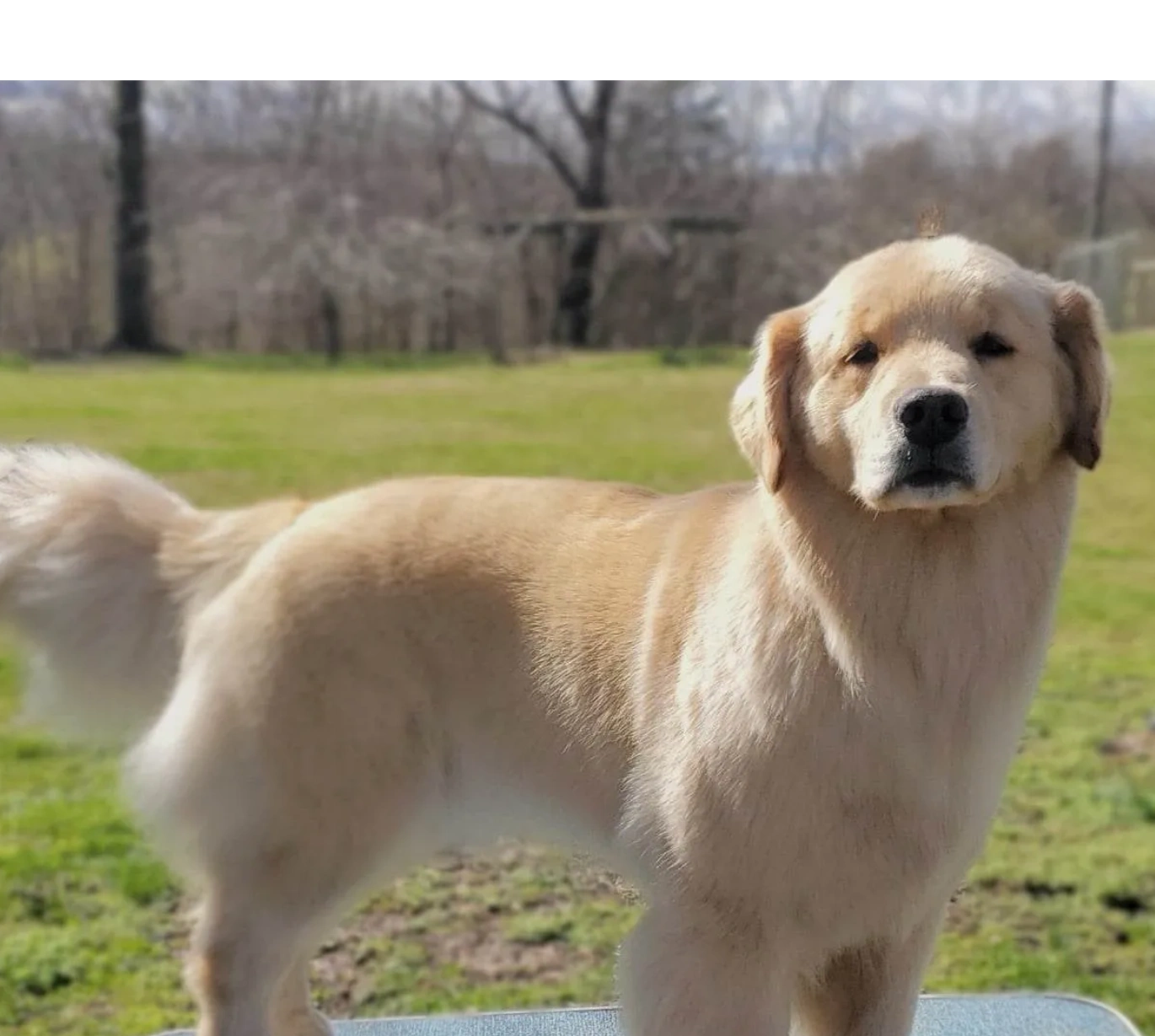 Golden retriever show sales quality puppies