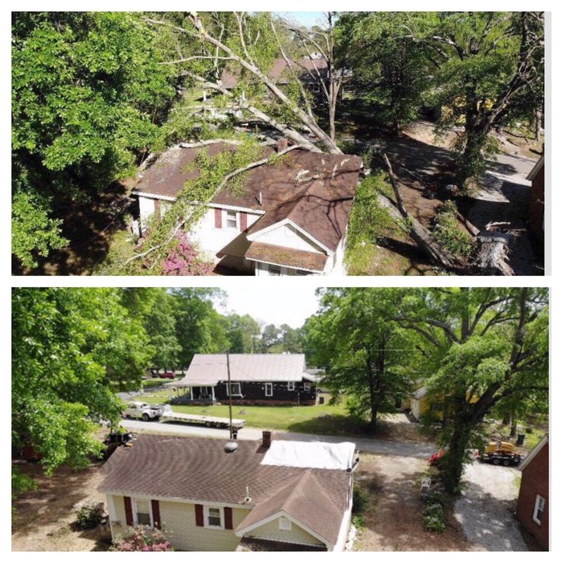 Clean Cut Tree Care Tree Service Tree Cutting Arborist