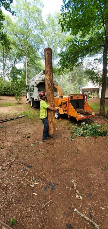 Clean Cut Tree Care Tree Service Tree Cutting Arborist