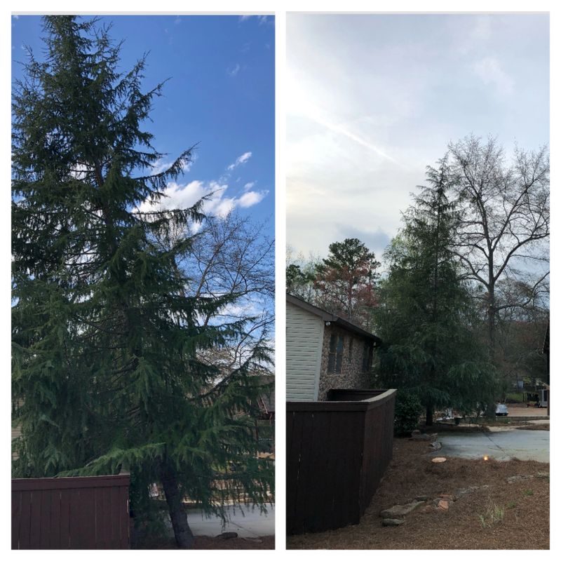 Clean Cut Tree Care Tree Service Tree Cutting Arborist