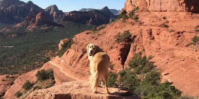 Golden retriever standing on a rocky ledge overlooking a rugged desert landscape.