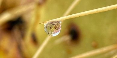 A close-up of a water droplet hanging on a thin twig.