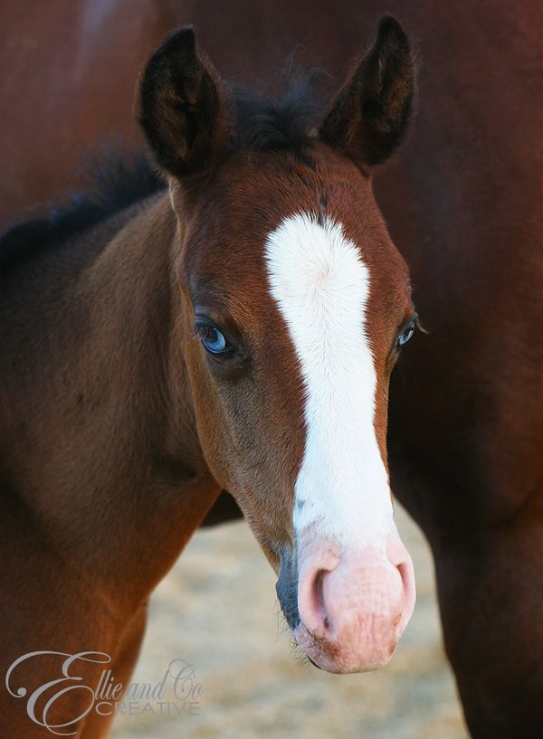 horse photography image 