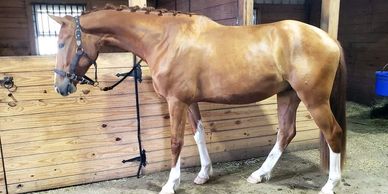 Chestnut horse with white markings in stable.