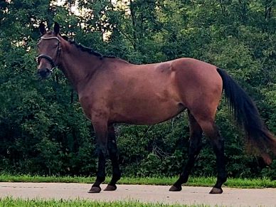 Brown horse standing on a paved path with trees in the background.