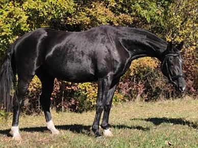 Shiny black horse standing on grass.