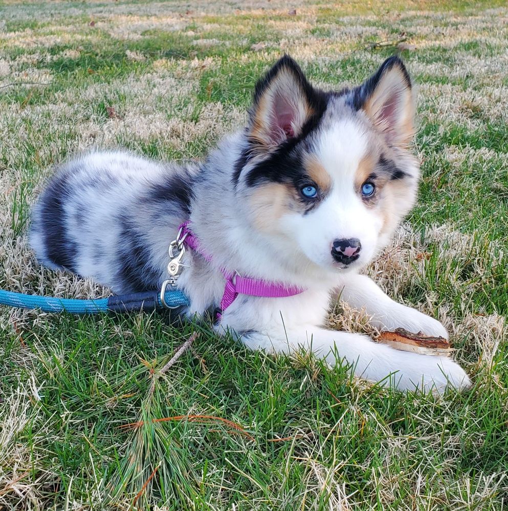 Rosehill Pomskies Pomsky Puppies Pomsky Puppys Dog Breeders