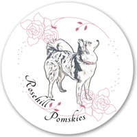 Rosehill Pomskies

The Arctic Spitz