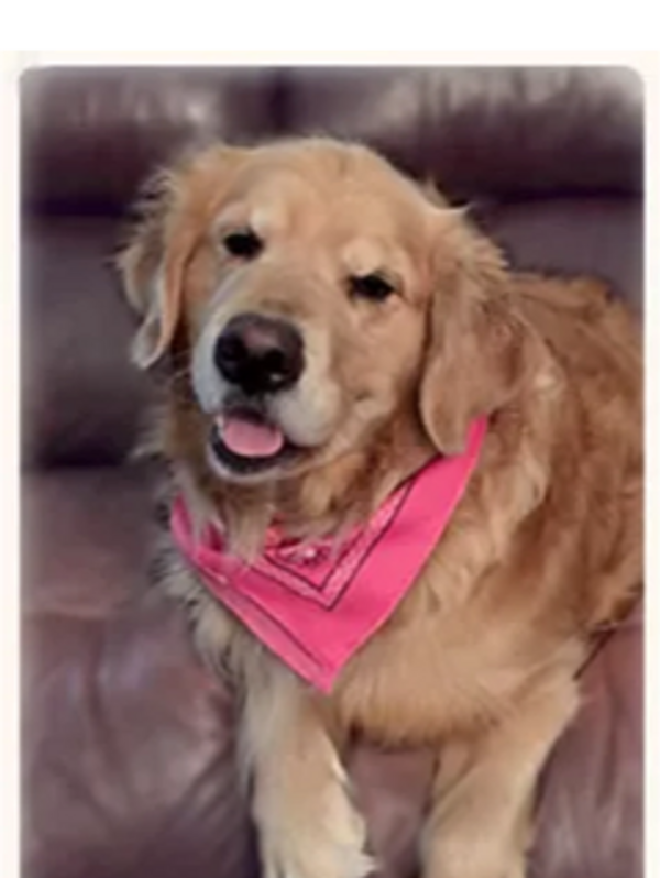 golden retriever wearing a pink bandana on a brown couch