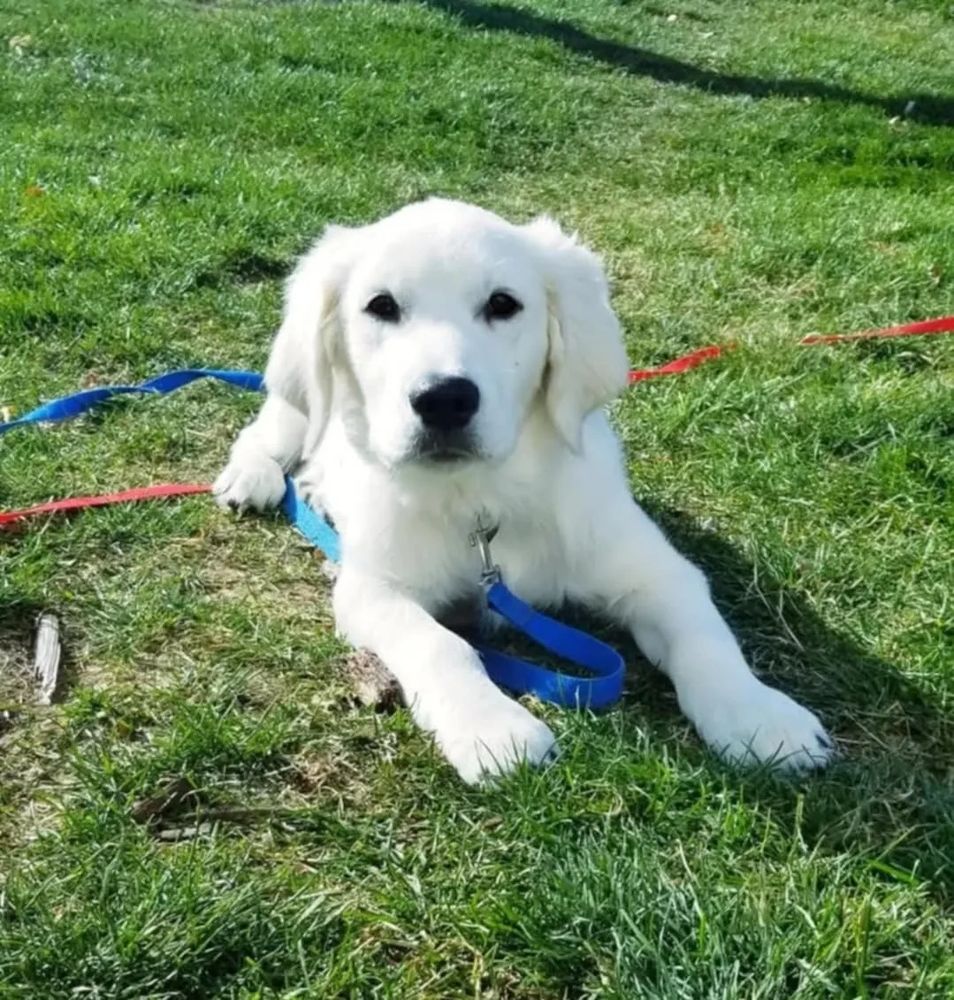 english cream golden retriever puppy with blue leash laying on green grass during training