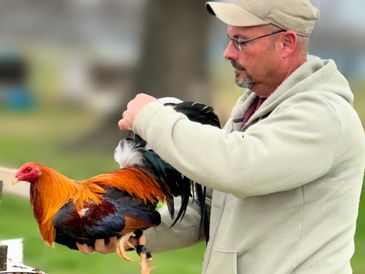 Man holding a colorful rooster outdoors.