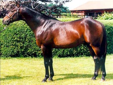 A shiny brown horse standing on grass in front of bushes.