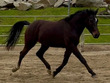 A dark brown horse trotting in an outdoor enclosure.