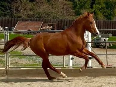 A chestnut horse galloping in an outdoor arena.