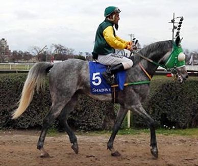 Jockey riding a gray racehorse with number 5 on a racetrack.