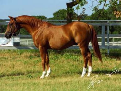 A chestnut horse with white socks standing in a grassy field near a white fence.