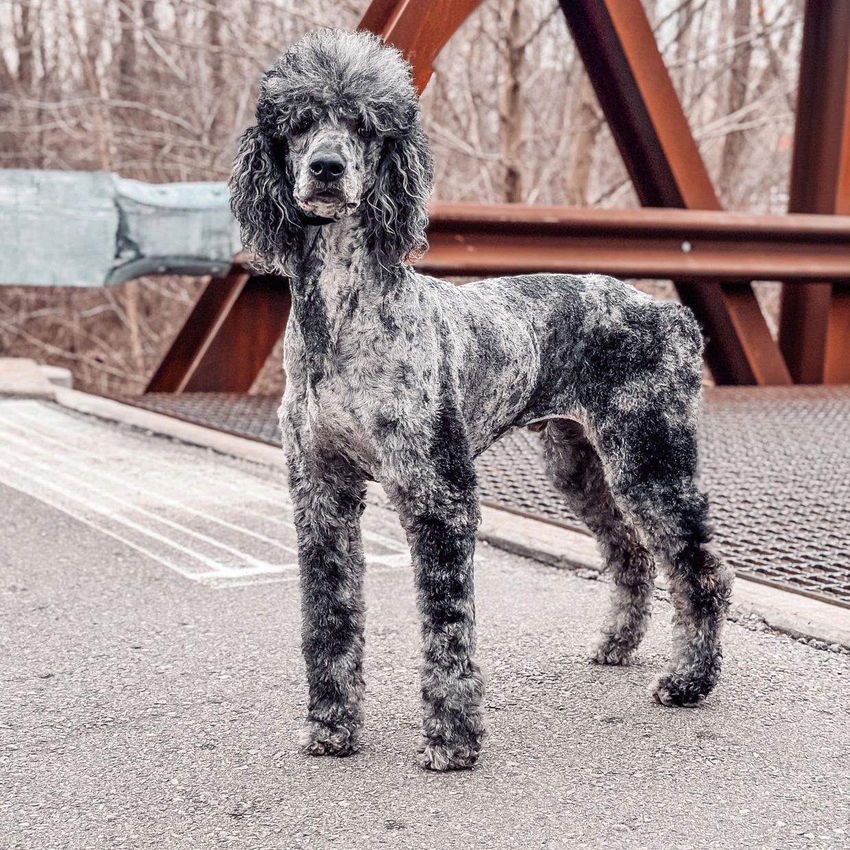 Male blue and silver merle poodle standing in front of rusted bridge