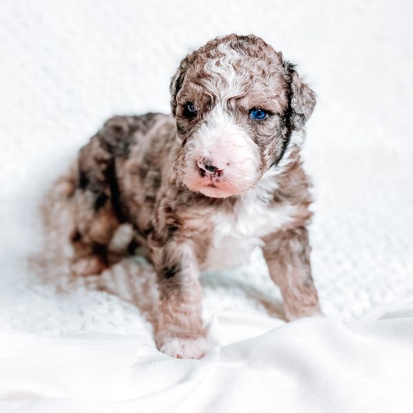Brown tricolor merle Bernedoodle puppy with blue eyes and a white blaze standing on a white backdrop