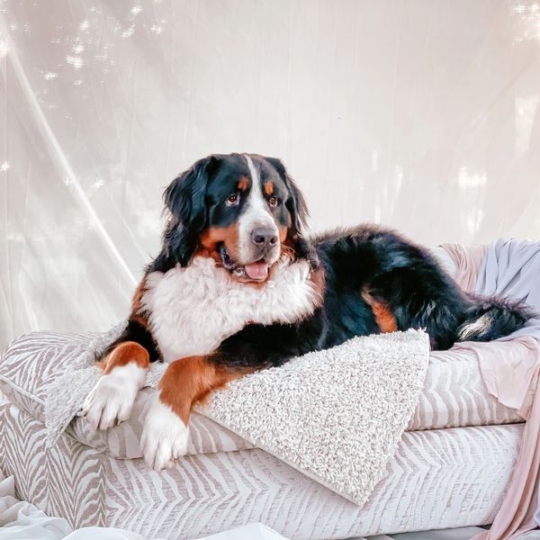 male bernese mountain dog laying on cream couch on white background