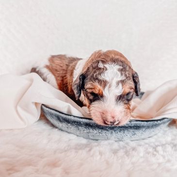 Brown and white bernedoodle puppy with white blaze laying in a dish on a white background