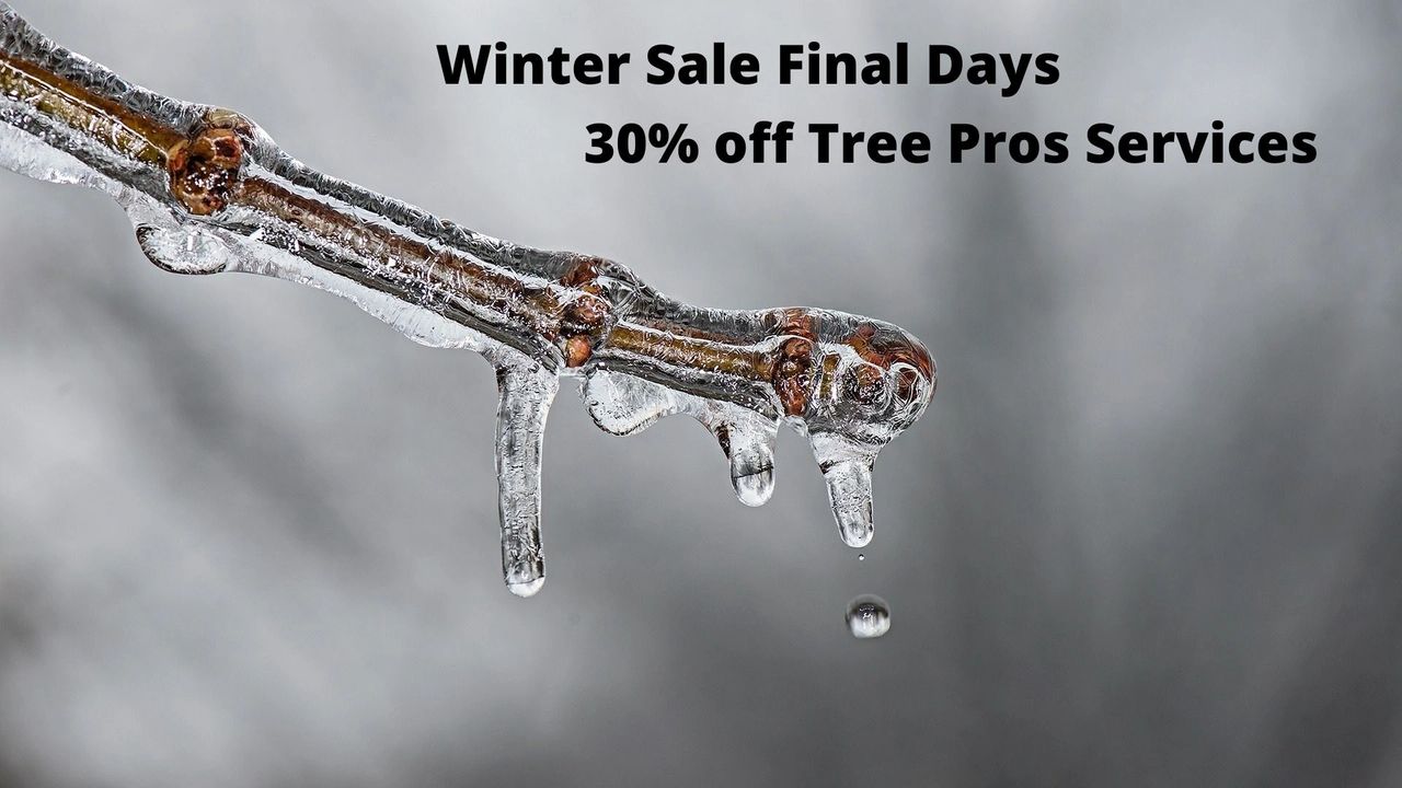 We're extending our sale to March 20. We're extending our sale to March 20.