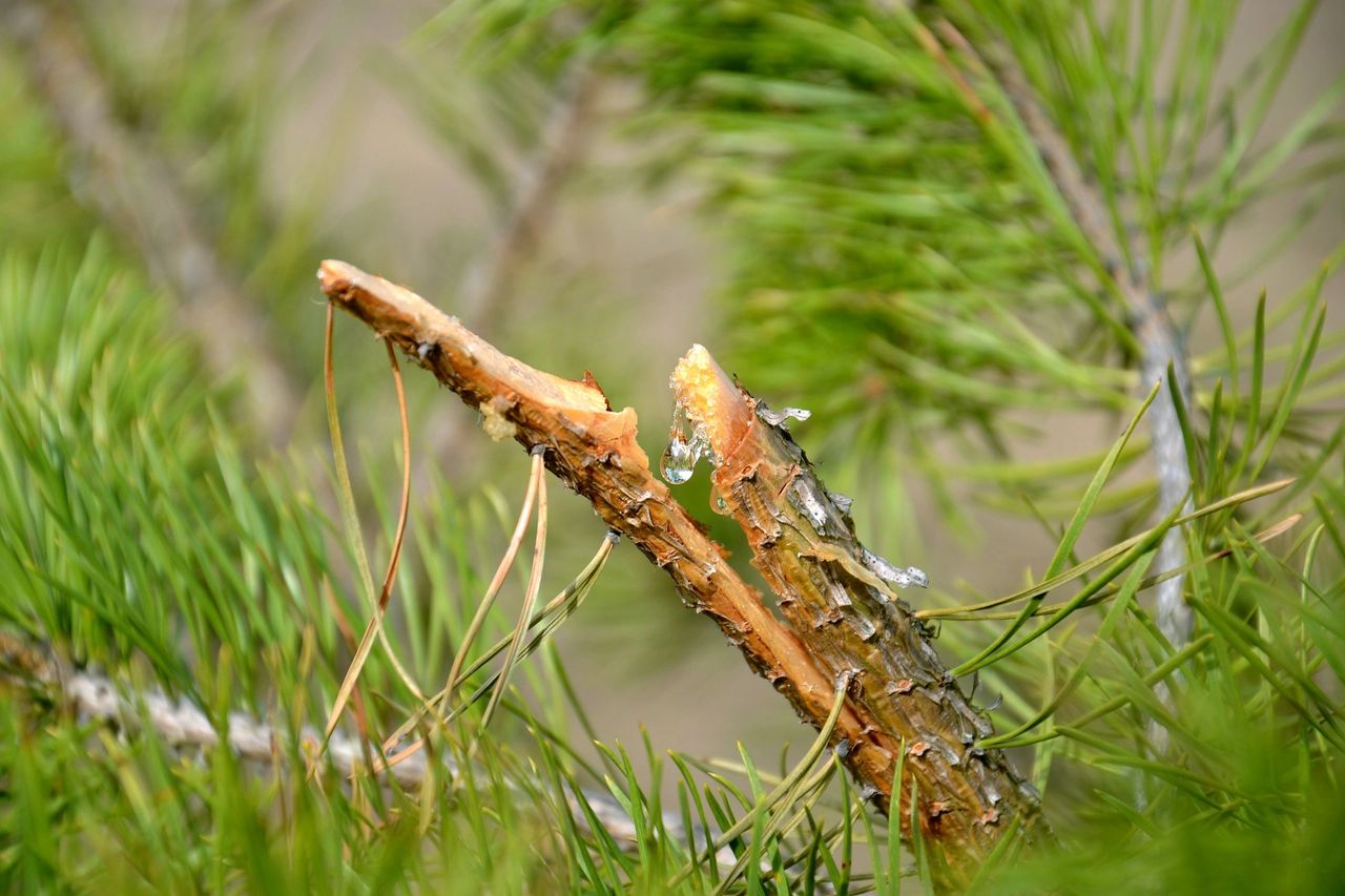 Broken branches need pruning Broken branches need pruning