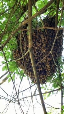 These buzz-y bees discovered in preparing for a Tree Pros job were safely relocated These buzz-y bees discovered in preparing for a Tree Pros job were safely relocated