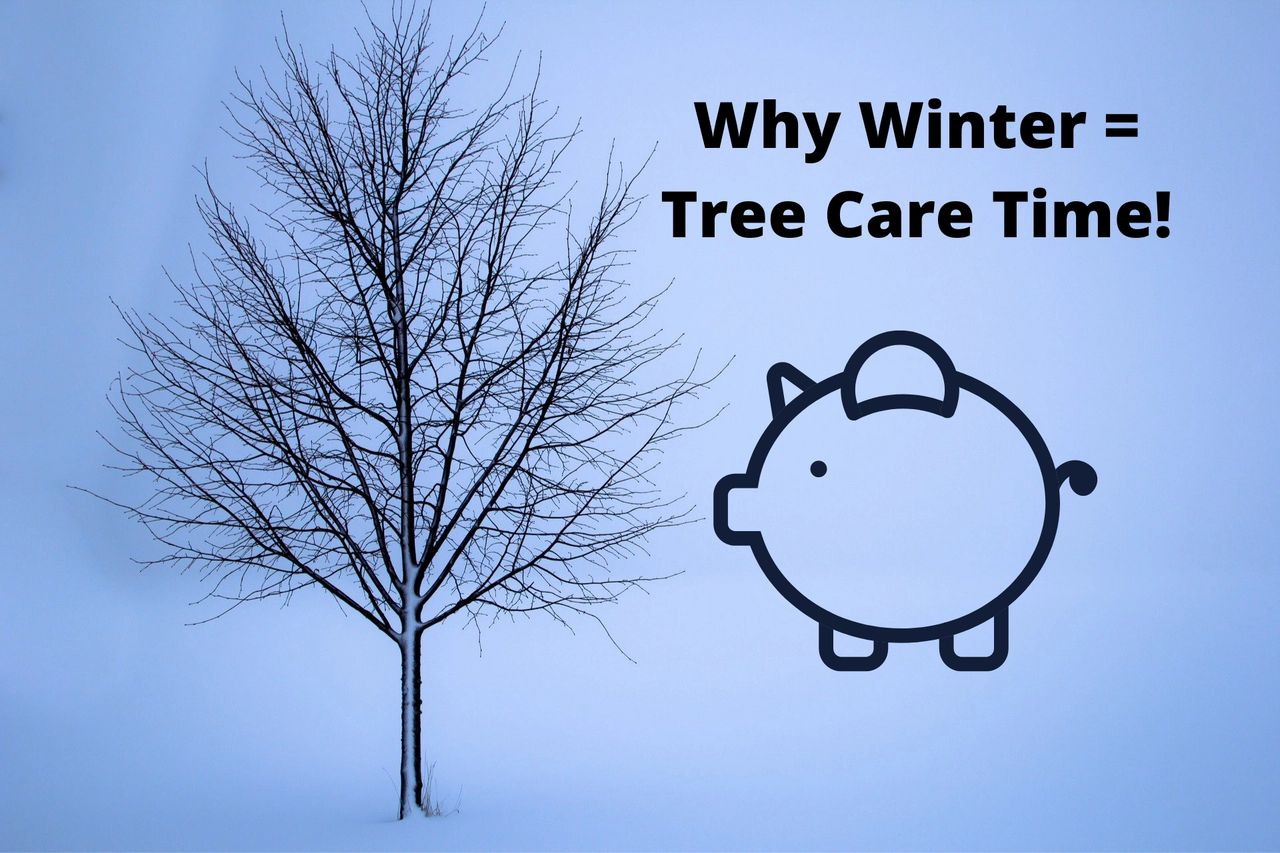 Not many realize what a great time winter is to schedule tree care with Tree Pros.