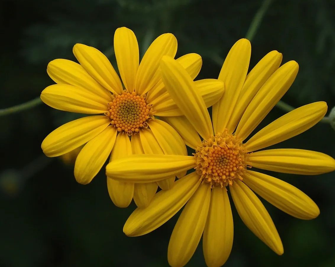 yellow flowers