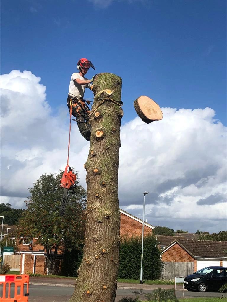 Rb tree and landscape services