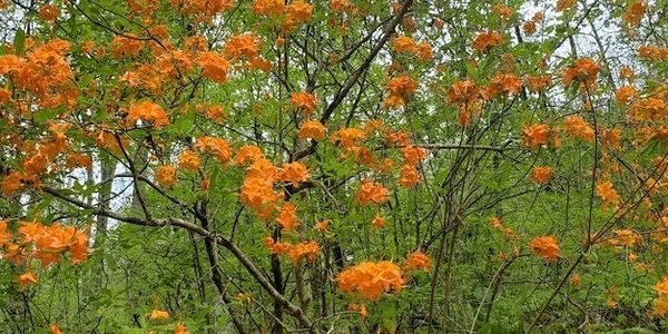 Hickorynut Cove RV Resort orange flowers