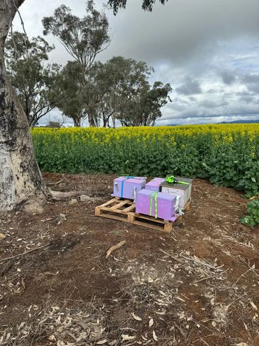 Beehive - Bee Frame Beekeeping Product -  Oxalic Acid Vaporizer - InstantVap 18V Compact