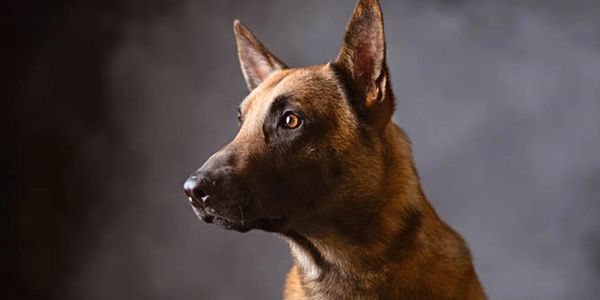 side profile of a Belgian malanois
