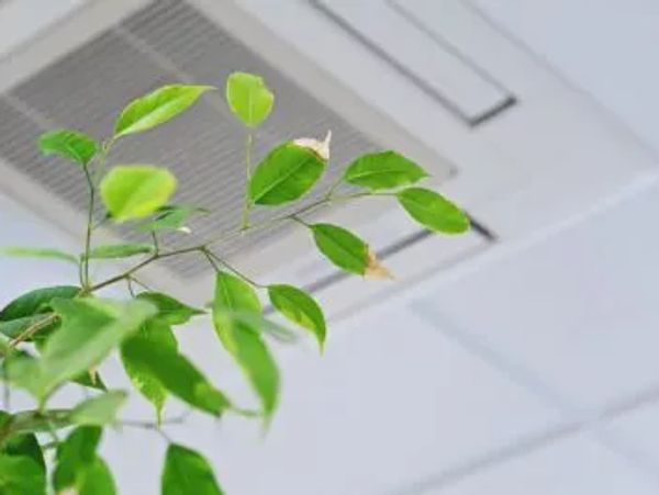 Picture of Indoor plant in front of an air return