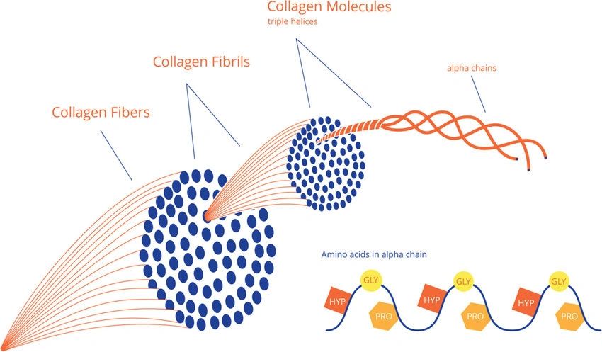 Collagen Supplements