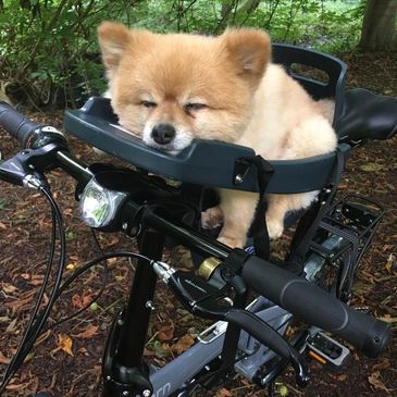 Buddy Rider - Dog Seats, Dog Seats, Bike Seats, Pet Supplies