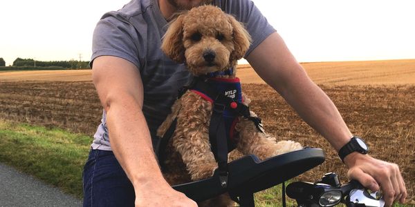 Buddy Rider - Dog Seats, Dog Seats, Bike Seats, Pet Supplies