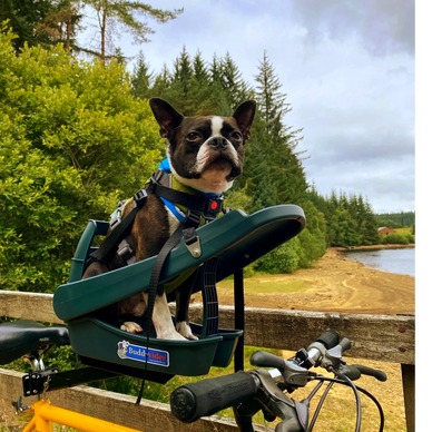Dog bicycle seat sale
