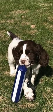 Springer Spaniel Puppies Bear Creek Springers