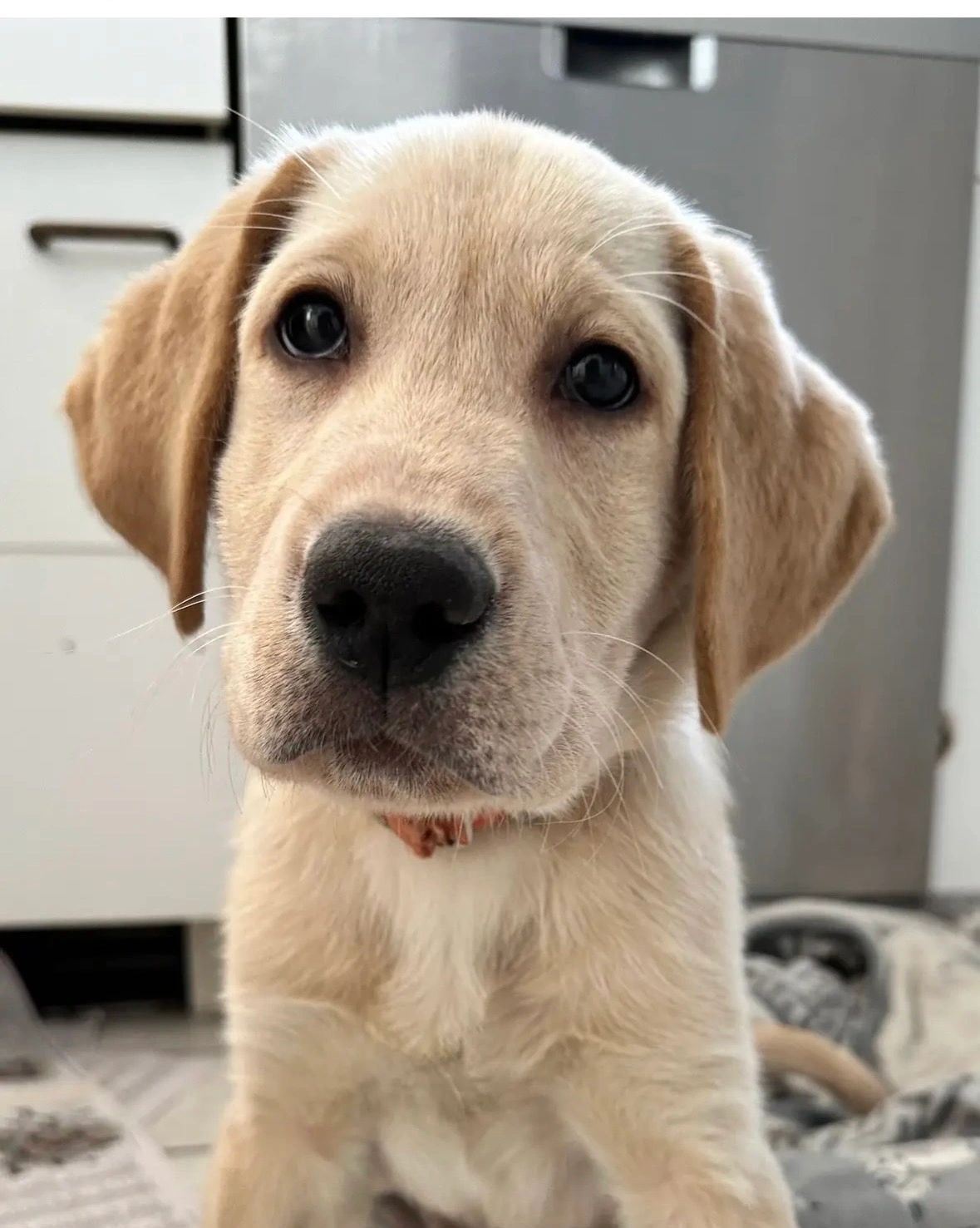 Yellow Lab Fry Yellow Lab Puppies for sale ct