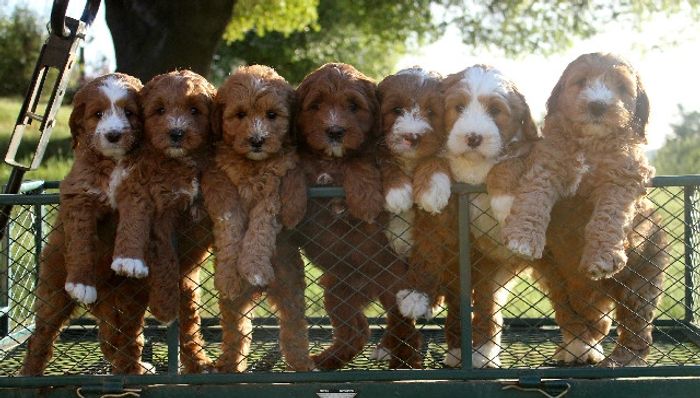 ufuldstændig Skælde ud Jep Labradoodle Story Tails