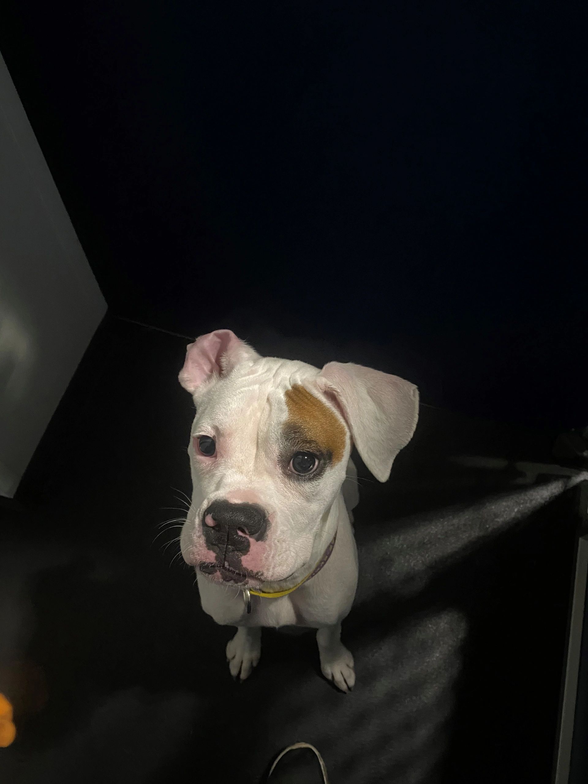 Tally Wags, pet boarding in Tallahassee